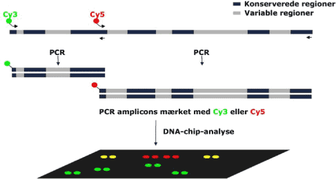 Figur 2: Skematisk fremstilling af detektionsprincippet i DNA-chip-analysen.