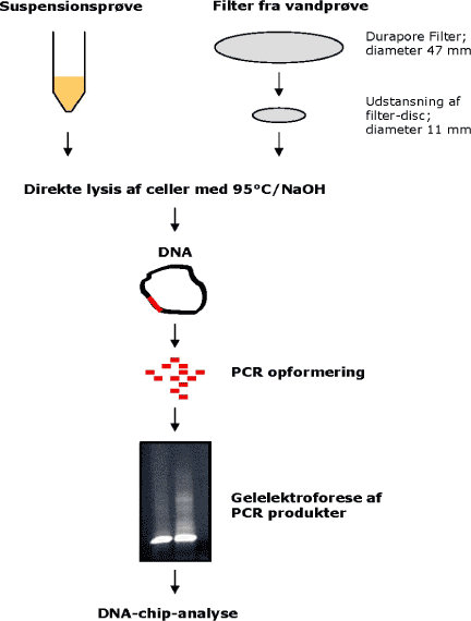 Figur 3:   Flow-diagram over prøveforbehandling til DNA-chip-analyse af hhv. suspensionsprøver og filtermateriale fra spikede vandprøver.