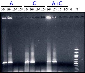 Figur 4:   Billede af PCR produkter (530 bp fragmenter) efter agarosegel-elektroforese, hvor produkterne kontrolleres inden videre brug til DNA-chip-analyse. (Prøven ”M” længst til højre på gelen er en størrelsesmarkør).