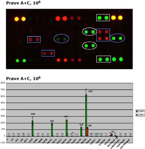 Figur 5:   Resultat af DNA-chip-analyse, hvor patogen DNA-chip-prototypen er anvendt til analyse af suspensionsprøve A+C (10<sup>8</sup>). Prøven indeholder følgende bakterier: Aeromonas spp., Pseudomonas aeruginosa, Salmonella spp. og Legionella pneumophila, serotype 1. Campylobacter jejuni blev ikke tilsat pga. materiale-mangel, jf. afsnit 5.1.