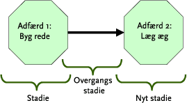 Figur 4. To stadier i en hunsanglærkes liv: hvert stadium og overgangen mellem disse er beskrevet af et bestemt sæt adfærdsregler, der bestemmer hunlærkens beslutninger under de givne omstændigheder.