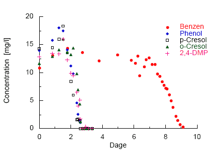 Figur 5.11: Aerob nedbrydning af høje koncentrationer (10-15 mg/l) af Phenoler og Benzen. Batchforsøg med sandet sediment og grundvand fra boring M11 inkuberet under omrøring ved 10 °C.