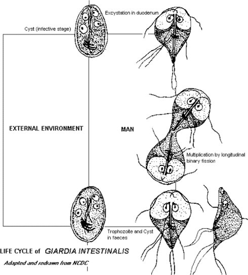Figur 3-1 Livscyklus for Giardia intestinalis