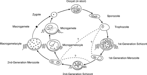 Figur 3-2 Livscyklus for Cryptosporidium parvum