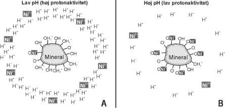 Figur 6. Konceptuel skitse visende mekanismen for pH-afhængig adsorption af nikkel på oxider. A) Ved lav pH-værdi. B) Ved høj pH-værdi. I begge tilfælde er den totale nikkelkoncentration den samme (fra Kjøller et al. (2003)).