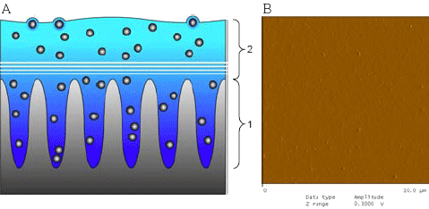 Figur 4.2, A: Tværsnitsskitse af substrat med nanopartikel-indlejeret Sol-Gel belægning. 1: Substrat, ruhed (Ra) fx 0.3 µm, 2: Sol-Gel belægning, typisk 5-10 µm tyk, Ra ~1–2 nm. Det er dels tydeligt at substratets ruhed, elimineres af Sol-Gel belægningen, dels at overflade lokaliserede nanopartikler, grundet indkapsling i Sol-Gel materiale, fremstår større end de egentligt er. B: AFM topografisk analyse af Sol-Gel belægning med 0,05% sølv nanopartikler (betragtet ovenfra). AFM analyser af Sol-Gel belægninger viser en overflade ruhed på kun 1 til 2 nm. Det bemærkes at overflade lokaliserede partikler, der er fuldstændigt indsvøbt i lakken, umiddelbart forekommer større end APS på 10 nm (AFM billede af Saju Pillai, iNano, Århus Universitet).