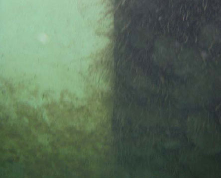 Billedtekst: Ecomarine (til højre) inspiceret under vand 3. september. Feltet til venstre er CoatZyme.
