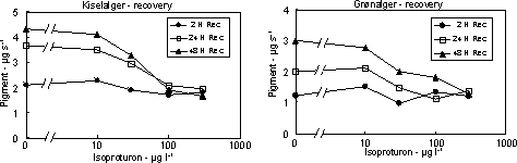 Figur 11. Koncentration af kiselalger (venstre) og grønalger (højre) efter eksponering til isoproturon i 2, 24 og 48 timer og efterfølgende ophold i rent åvand i 48 timer. Værdierne angiver et gennemsnit af 3 replikater.
