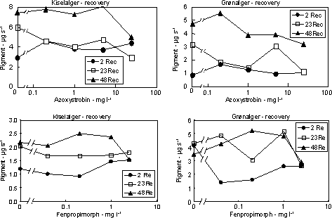 Figur 15. Koncentration af kiselalger (venstre) og grønalger (højre) efter eksponering til azoxystrobin (øverst) og fenpropimorph (nederst) i 2, 24 og 48 timer og efterfølgende ophold i rent åvand i 48 timer. Værdierne angiver et gennemsnit af 3 replikater.