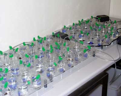 Figur 51 Forsøgsopstillingen benyttet under forsøgene med nedbrydning af detritus. Hvert 100 ml bæger glas indeholder 80 ml vand, som bliver genemluftet af iltsten, 2 ellebladplader og en G. pulex.