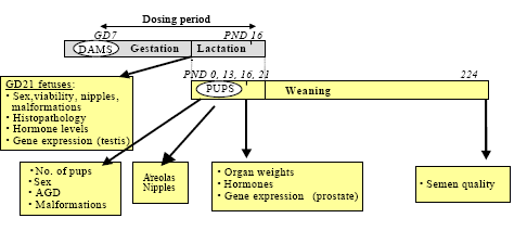 Figure 2 - Schematic overview of the design of the developmental toxicity study. Pregnant dams were dosed GD7 to PND 16. At GD 21 some of the dams were chosen for caesarian section and the fetuses were investigated. Some of the dams were allowed to give birth (PND 0). At PND 16 some of the offspring were killed and tissue was taken for hormone- and gene expression analysis as well as pathology. Some of the offspring continued in the study for behavior tests (not included in this report) and semen quality tests (PND 224).</em><br><em>GD: gestational day; PND: postnatal day; AGD: anogenital distance.