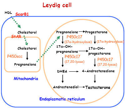 Figure 3 - Illustration of the pathway of testicular testosterone synthesis. The uptake of cholesterol and its conversion to testosterone involves numerous receptors and enzymes, including <strong>ScarB1</strong>, which is responsible for HDL uptake into Leydig cells, <strong>StAR</strong> that transport the cholesterol from the outer to the inner mitochondrial membrane and the steroid-converting enzymes <strong>P450scc</strong> and <strong>P450c17</strong>, which are involved in the conversion of cholesterol to testosterone.