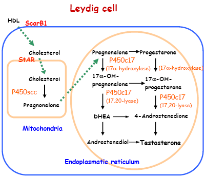 Androgen Synthesis