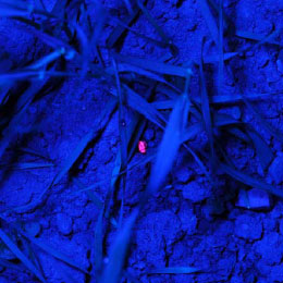Figure 2.4. Left picture: night photo of an <em>A. dorsalis</em> marked with fluorescent powder and exposed to UV-light. Right picture: steel frame no. 67, 5. June. Undisturbed soil is to the left and weed harrowed soil to the right.