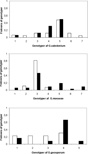 Figur. 3.1. Genotypefordeling af de tre arter af mykorrhizasvampe i konventionelt (hvide søjler) og økologisk dyrkede marker (sorte søjler).