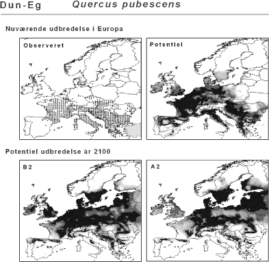 Figur 2.2 Eksempel på en bioklimatisk modellering. Kortudsnittet øverst til venstre viser den observerede udbredelse (sorte prikker). Disse data er anvendt til at beregne den klimatiske niche, som derefter er brugt til at beregne artens potentielle udbredelse under hhv. det nuværende klima og de to klimascenarier. Dun-Eg er en tørketålende, varmekrævende, men løvfældende træart, der er vigtig i de sydeuropæiske skove.