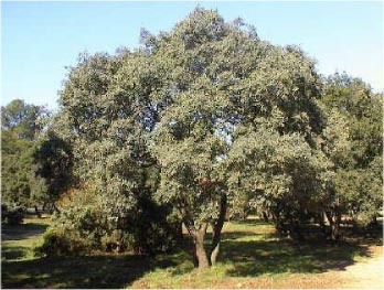 Foto: Sten-Eg (Quercus ilex)
