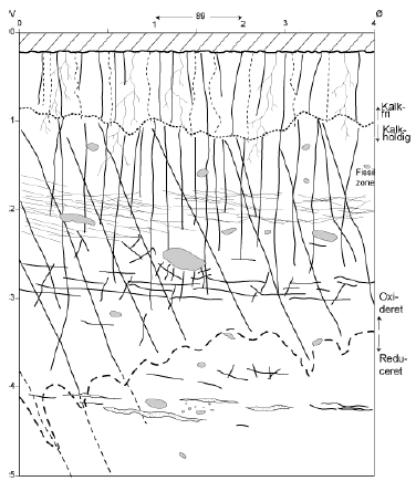 Figur 6 Principskitse der viser typiske sprækkesystemer i moræneler. De øverste ikke opspækkede lag er pløjelaget, typisk ca. 30 cm. dybt. Under pløjesålen findes en zone der rækker godt en meter ned. Den er opsprækket af tørkesprækker (skabt ved udtørring af leret), rodkanaler og regnormegange. Under denne zone findes de såkaldte struktursprækker eller tektoniske sprækker, der er formet af isens tryk og bevægelser. I denne zone forekommer såvel vertikale som horisontale sprækker. Sprækkesystemerne kommunikerer sædvanligvis (er vandledende) og sprækkerne kan nå meget dybt(5-10 m), dog falder antallet med dybden. Skitse udarbejdet af Knud Erik Klint (GEUS)