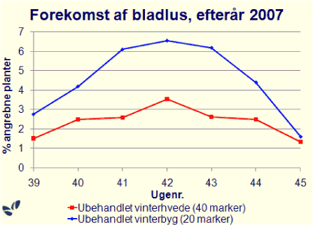Figur 3. Oversigt over angreb af bladlus (procent angrebne planter) i ubehandlede vinterhvede- og vinterbygmarker i registreringsnettet i efteråret 2007.