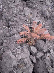 Figur 3 Tørkeskade på planter. Sen plantning fulgt af lang tørkeperiode og manglende jorddækning medførte at en del af de udplantede træer blev kraftigt rødfarvede i sommerperioden. Mange af træerne rettede sig dog rettet sig i den følgende sensommer