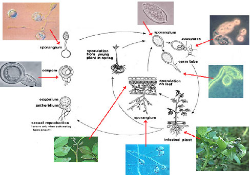 Figur 2. Sygdomscyklus for kartoffelskimmel (<em>Phytophthora infestans</em>). På det angrebne blad danner skimmelsvampen sporer på undersiden (midterst i figuren). Under gunstige vejrforhold spredes sporerne, og lander de på fugtige blade, kan de på få timer inficere planten. Svampen har to kønstyper A1 og A2), og findes de samtidigt på bladene, kan der opstå en kønnet formering med dannelse af hvilesporer (oosporer), som kan overleve i jorden i flere år. Hvis jorden er smittet, og der er fugtige forhold ved kartoffelplantens fremspiring, kan planterne inficeres fra oosporerne. Mest almindelige smittevej er dog via knoldene, hvor sporer fra angrebne blade lander på jorden og herfra smitter de nye knolde. Svampen kan så overleve på lager inde i knolden og kan det efterfølgende år give anledning til nye angreb(Kilde:http://www.plantpath.cornell.edu/fry/index.htm).