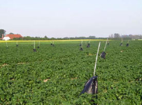 Figur 10. I forsøget med regnplask blev de smittede planter dækket med plastikposer for at optimere angreb af kartoffelskimmel. Flakkebjerg 2005.