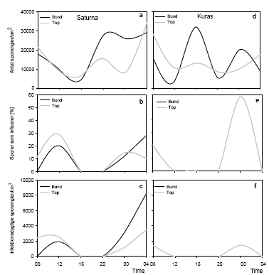 Figur 20. Døgnvariation i sporeproduktion, målt hver 4. time i sorten Saturna den 28.-29. juli (a) og i Kuras den 11.-12. august (d). Døgnvariation i infektionsevne, målt hver 4. time i sorten Saturna den 28.-29. juli (b) og i Kuras den 11.-12. august (e). Døgnvariation i antal infektionsdygtige sporangier fra henholdsvis top og bund af Saturna den 26.-27. juli (c) og i Kuras den 11.-12. august (f).