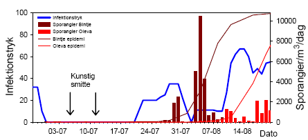 Figur 26. Infektionstryk, blå kurve (forklares i tekst), epidemisk udvikling af kartoffelskimmel i Bintje og Oleva (% skimmel) og fangst af luftbårne sporangier /m³/time i Bintje (bordeauxrøde søjler) og Oleva (røde søjler), 2006. Infektionstryk er beregnet med vejrdata fra GRID 1585 (Flakkebjerg).