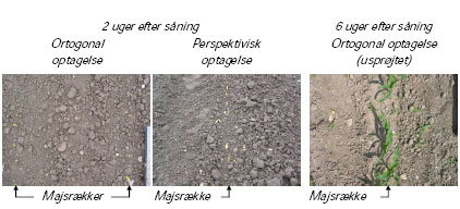 Figur 6. Farvebilleder optaget i majs på henholdsvis et tidligt udviklingstrin (de to billeder til venstre) og et senere udviklingstrin (billedet til højre).
