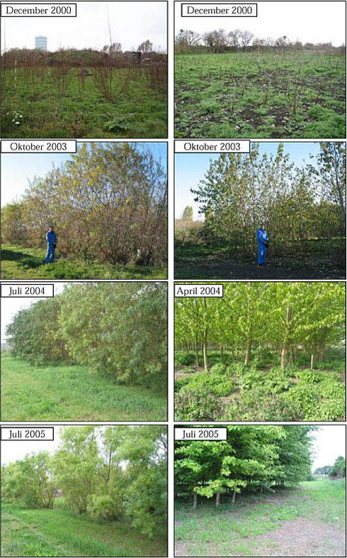 Figur 4.1 Fotografier fra de 2 plantefelter, der illustrerer træernes udvikling i perioden 2000 til 2005 (Pilefeltet er vist til venstre og poppelfeltet til højre).