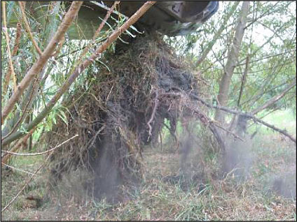 Figur 5.11 Udgravning af rødderne for ”lille piletræ” ved hjælp af en gummiged. Roden blev rystet for at fjerne jordklumper.