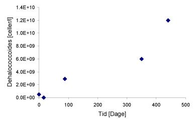 Figur 17: Udviklingen i antallet af Dehalococcoides i kildeområdet fra bioaugmenteringen fandt sted (dag 0) på Vesterbrogade (B9).
