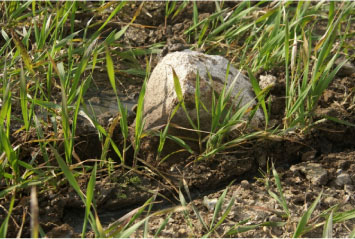 Figur 6. Især nedfældertænder, men også nedfælderskær, kan løfte sten op af jorden, hvor de udgør en risiko for havari af mejetærskeren ved høst.