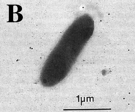 Figure6b.tif (2281896 bytes)