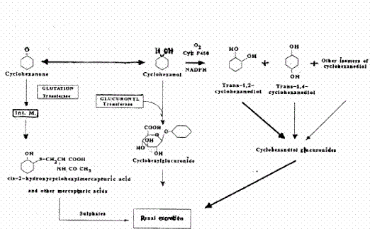 Figure 2. Metabolism of cyclohexanone (modified from OEL 1993).