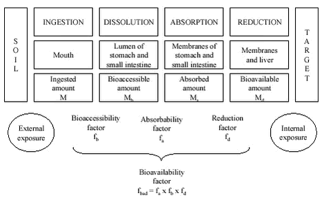 Figure 2.1 Schematic presentation of oral uptake processes