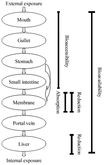 Figure 3.1 Compartments involved in human uptake of contaminants