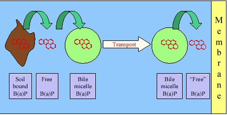 Figure 3.2 Dissolution and transport of an apolar contaminant in the gastrointestinal lumen, benzo(a)pyrene (B(a)P) as example