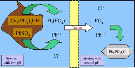 Figure 3.3 Dissolution of a lead mineral in the stomach and subsequent precipitation in the small intestine, lead sulphate as example