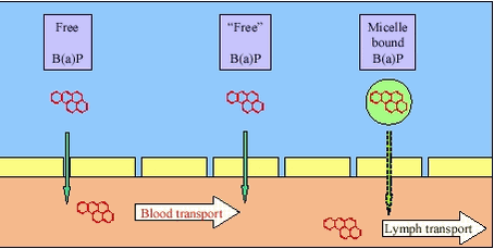 Figure 3.4 Intestinal absorption of an apolar contaminant, benzo(a)pyrene (B(a)P) as example