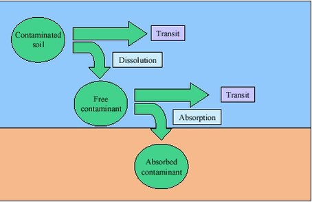 Figure 3.5 Dissolution and absorption as rate limiting processes of human uptake of contaminants, modified from /34/