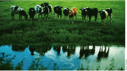 Cattle