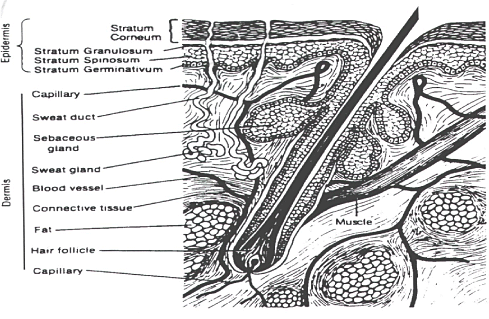 Figure 1: Skin structure.