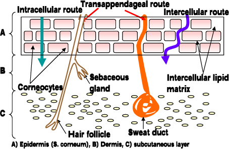 Figure 3. Pathways through the skin.