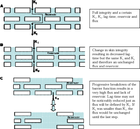 Figure 17. Changes in skin barrier leads to changes in permeability as visualised in Figures A, B and C.