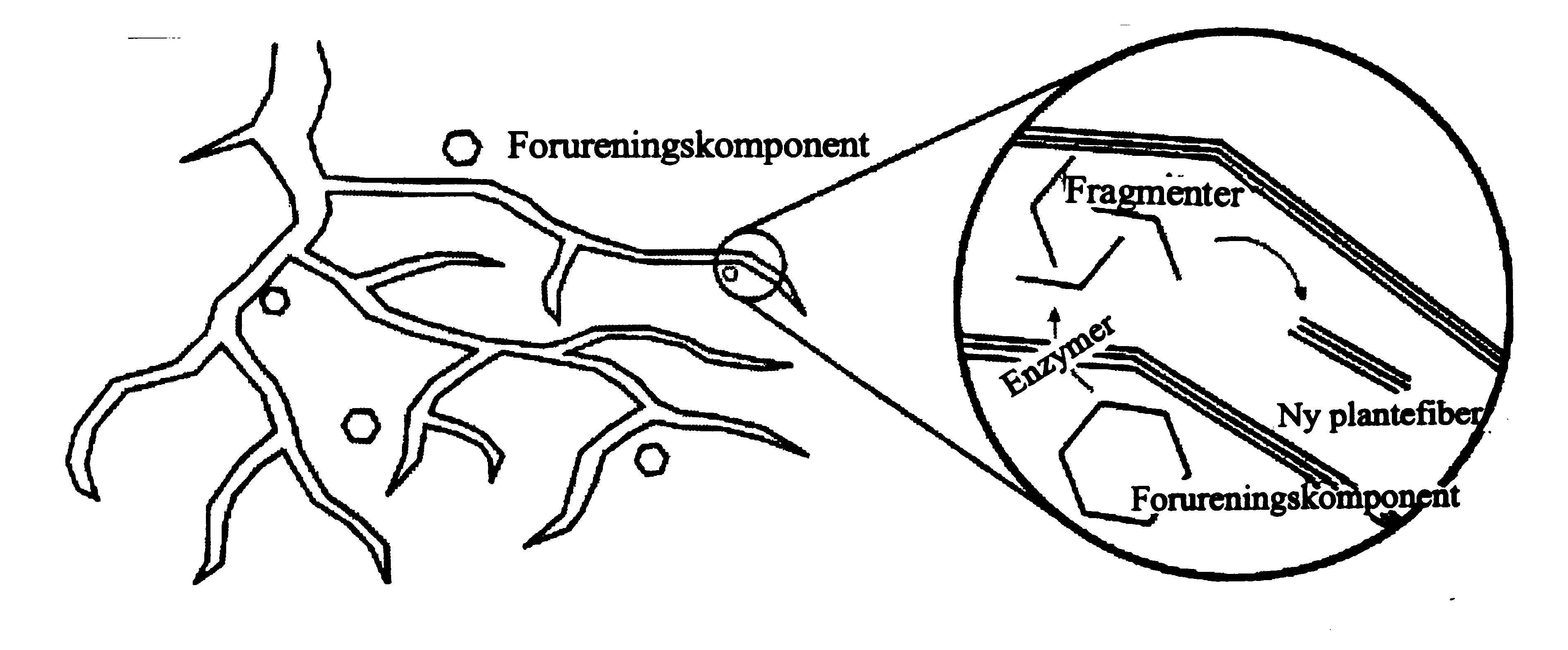 Figuren illustrerer de processer, som finder sted i rodzonen ved
            nedbrydning af organiske forureninger. /54/