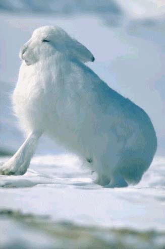 Snehare. Foto: Henning Thing/Polar Photos.