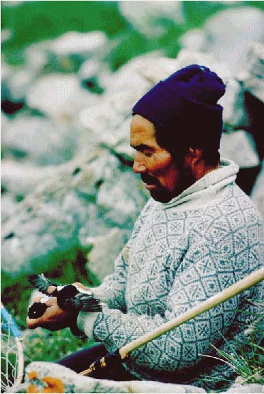 Fangst af s&oslash;konger med ketchernet ved Thule. 