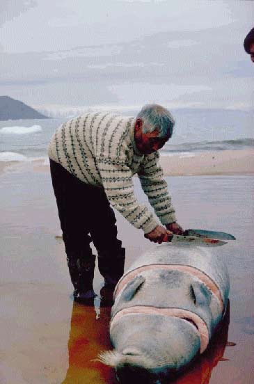 En nyfanget remmes&aelig;l sk&aelig;res ud i sektioner, der skal bruges til kamiks&aring;ler.