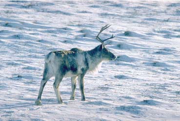 Voksen ren i vinterdragt